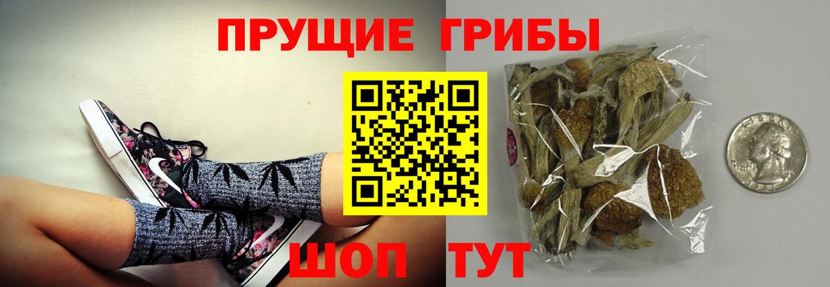Псилоцибиновые грибы Psilocybe Геленджик